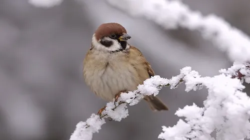 Quels sont les oiseaux qui vivent près de chez vous ? 